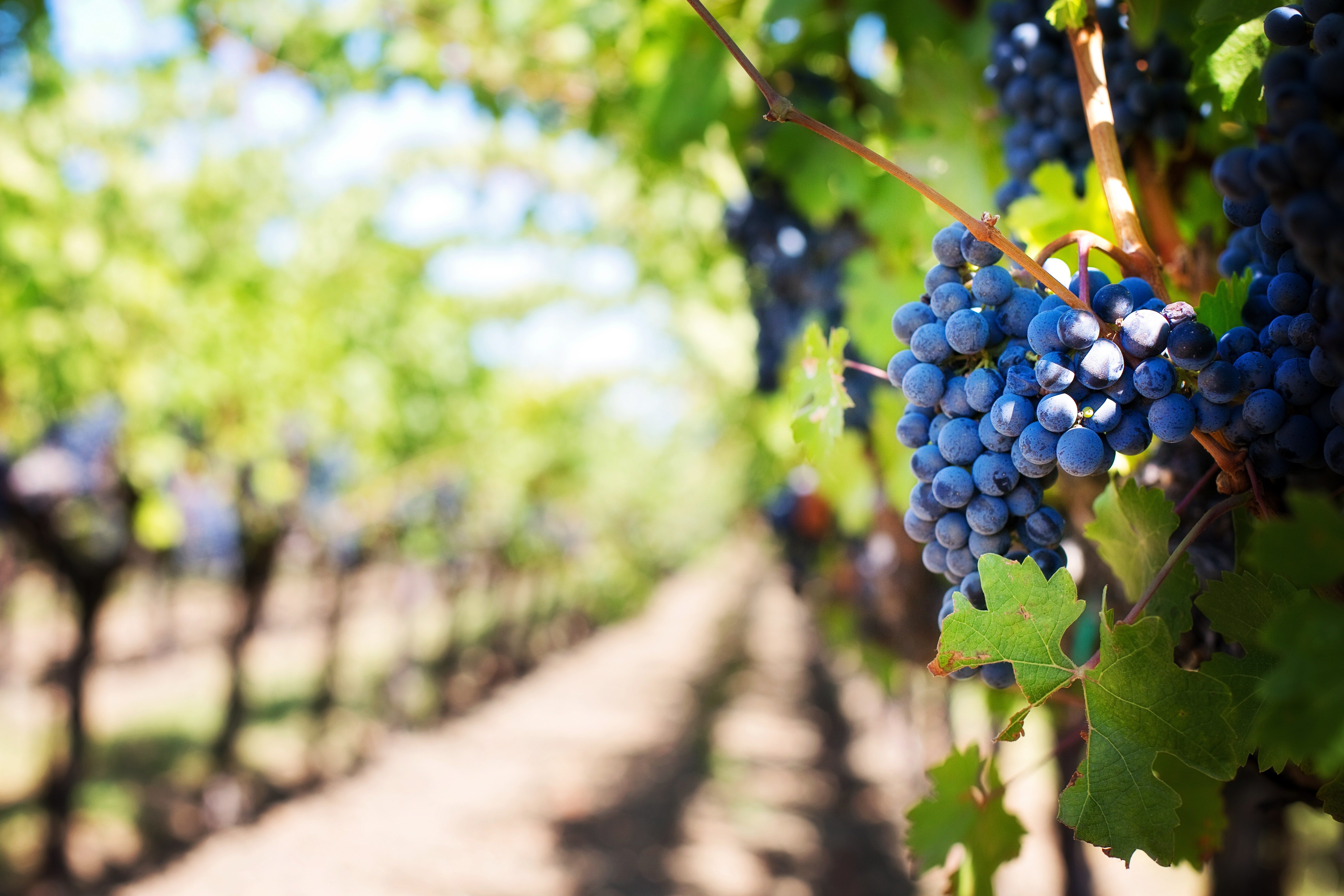 Wine grapes closeup in the Vineyard